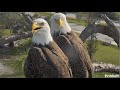 SWFL Eagles ~ A Time For Teamwork! M15 Delivers Sticks &amp; F23 Grasses! Mating On The Attic! 10.30.23