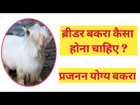 वीडियो: क्या सभी पुरुष बकरी हैं? मैं एक झूठी स्थापना से कैसे छुटकारा पा सकता हूं?