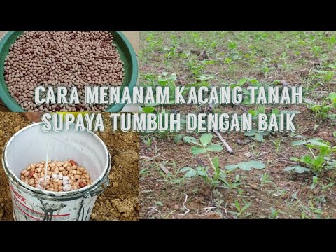 Video: Menanam Kacang Tanah