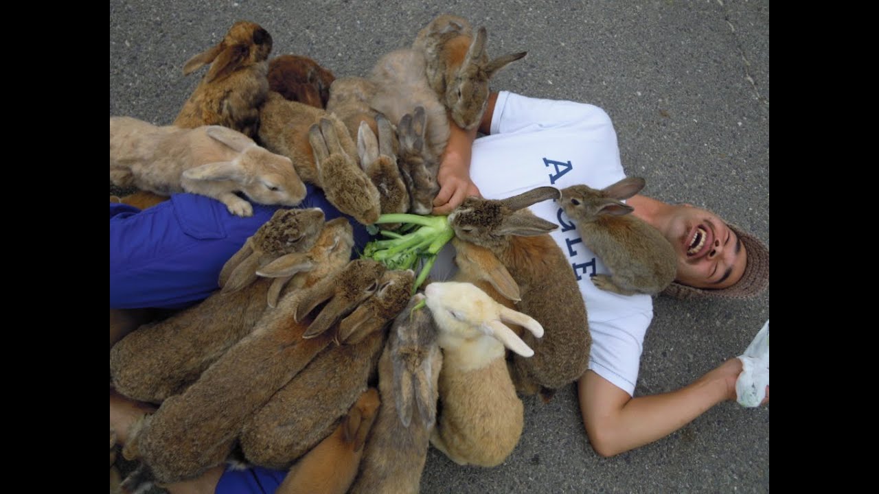 Prank Rabbits Trollicitor - Hack Rabbit | Solicitor Prank Phone Calls - YouTube