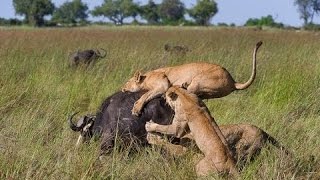 Documentary lion: lion vs buffalo - Animal Film genre