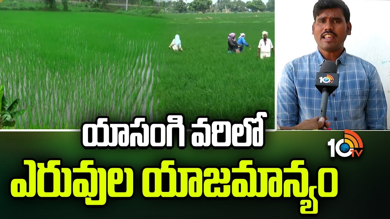 యాసంగి వరిలో ఎరువుల యాజమాన్యం | Fertilizer management in Yasangi Paddy | Matti Manishi | 10TV