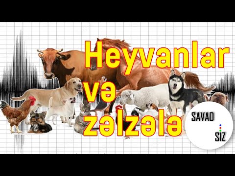 Video: Heyvanlar fəlakətləri hiss edə bilərmi?