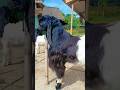 check this beauty ##goatfarm #bakra #animal #cow #kutta #funny_goat #shortvideo #viralvideo