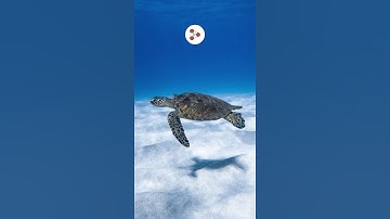 Do Turtles feel pain on their shells?  | Don