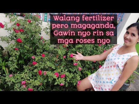 Video: Paano Palaguin Ang Isang Rosas Mula Sa Hiwa