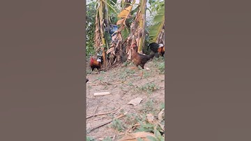 gà rừng giải nhất cực xong.qaib qus zaim nyawb khav tiag tiag