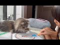 お絵描きを邪魔する猫　サイベリアンA cat interrupting someone's drawing. Siberian