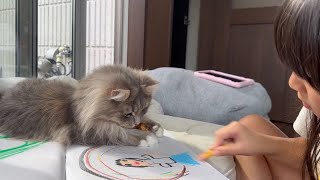 お絵描きを邪魔する猫　サイベリアンA cat interrupting someone's drawing. Siberian