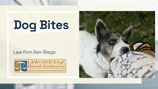 Dog Bite Attorneys