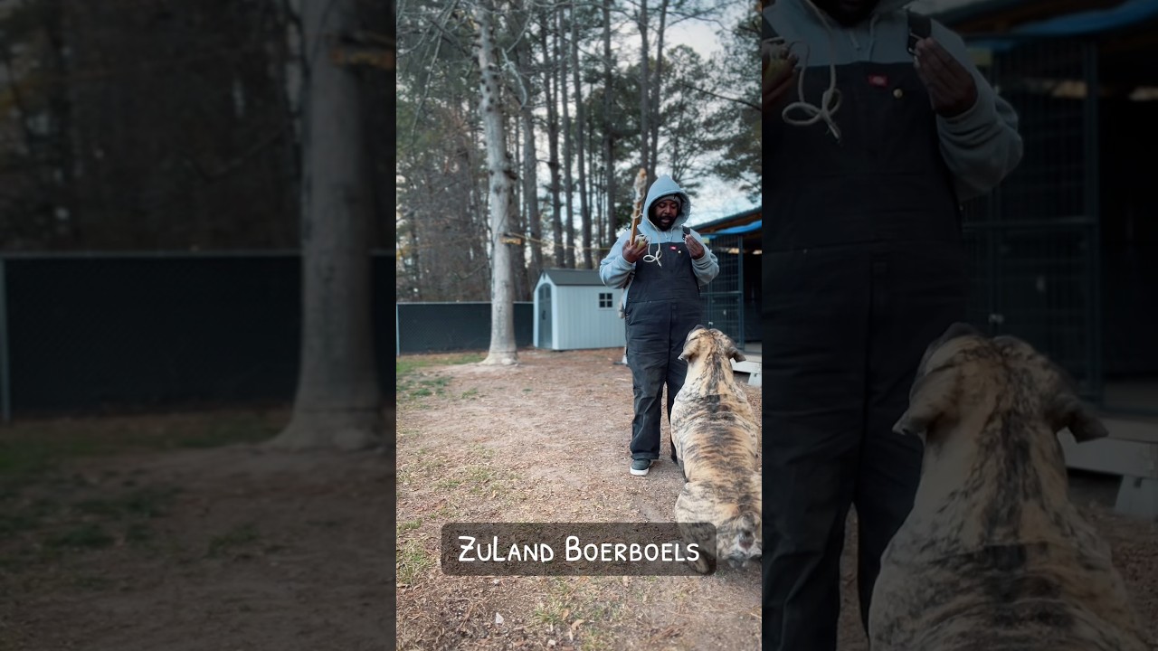 Рабочий человек и рабочая собака 🏋️‍♂️🐾 