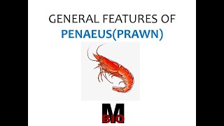TYPE STUDY -GENERAL FEATURES OF PENAEUS (PRAWN)