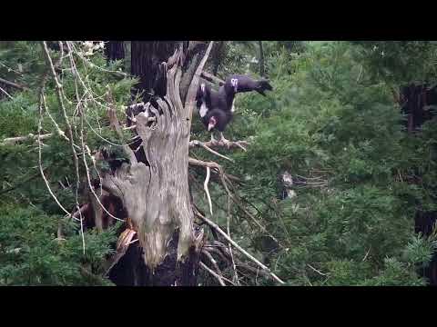 Rare Sight Condor Enters Redwood Nest In Big Sur April 19 2025 