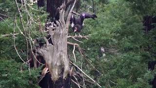 Rare sight! Condor enters Redwood nest in Big Sur April 19 2025