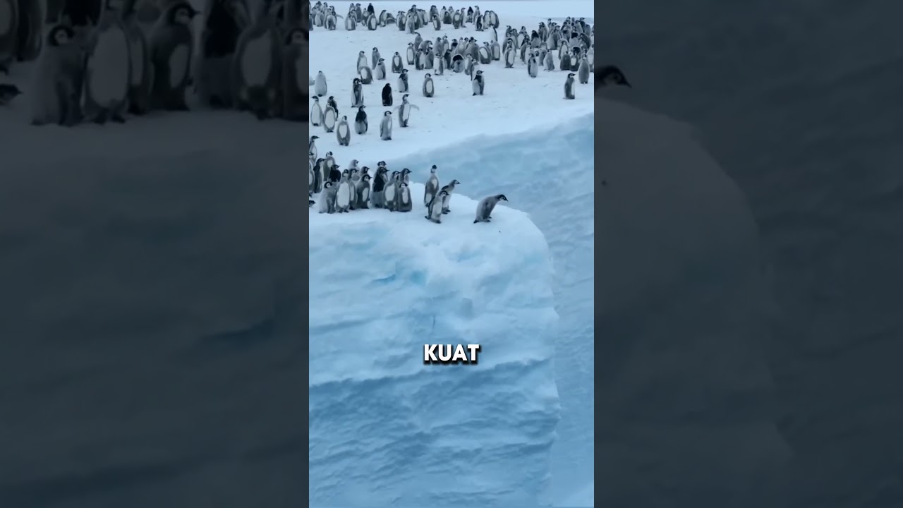 Ritual Bayi Pinguin Melompat Dari Tebing 