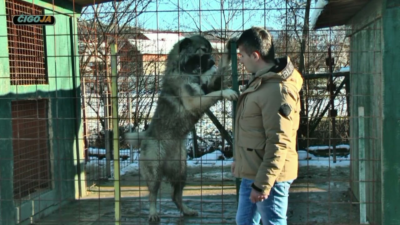 - KAVKASKI OVČAR, UZGAJIVAČNICA VELIKA KRAJINA SANSKI MOST 2022 / CAUCASIAN SHEPHERD DOG