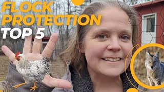 Top 5 Tips for PROTECTING Your Chicken FLOCK / Beginners Guide to KEEPING a SAFE Chicken FLOCK.