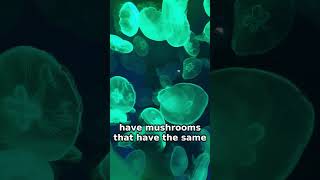 Doğanın Gizemli Işıkları: Parlayan Bitkiler! 🌿 #Shorts