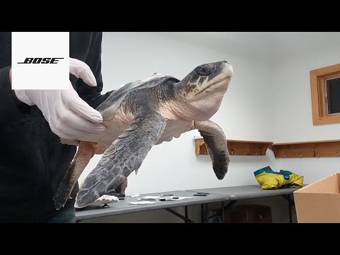 Bose Aviation | Supports Turtles Fly Too