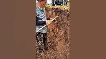 Harvesting Yams from a Wall of Dirt
