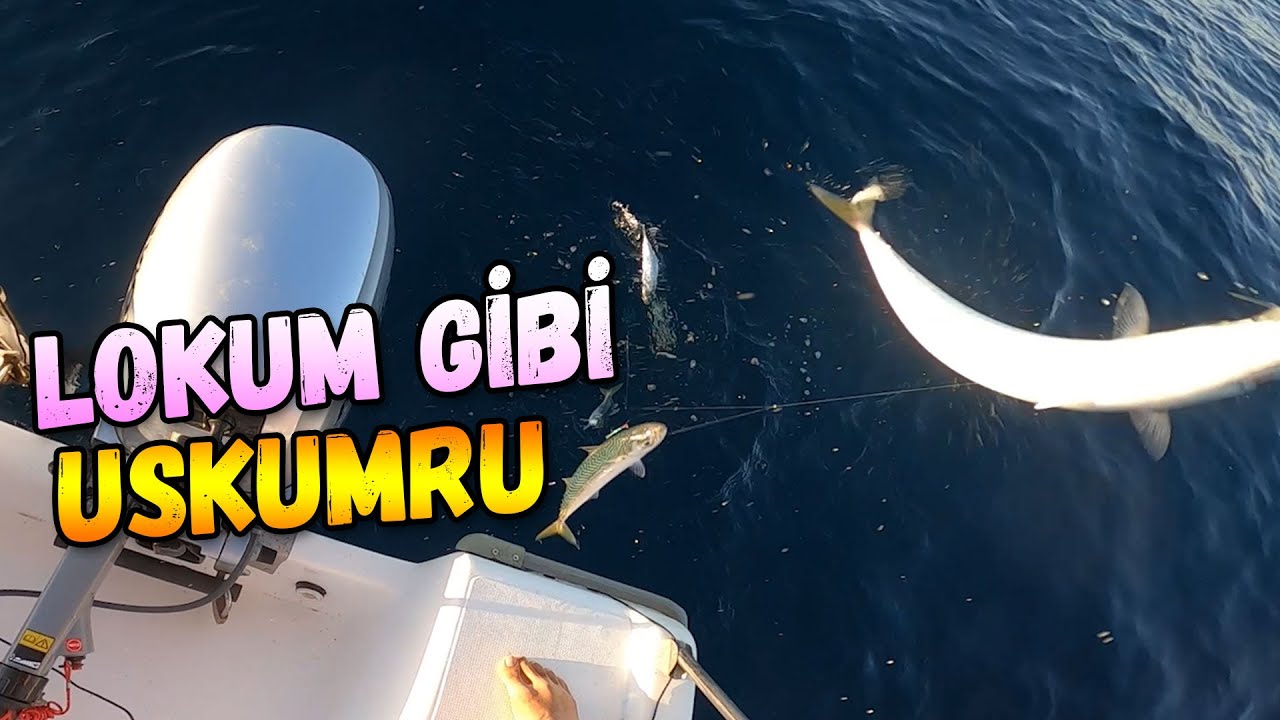 🎣 Uskumru Kolyoz İstavrit | Yayla Sahili | Saros Körfezi #balıkavı #uskumruavı #istavrit