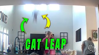 Cat Makes Daring 14-Foot Leap from Second Floor to Kitchen