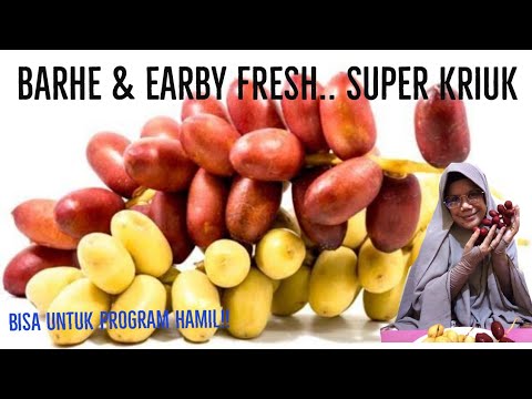 KHASIAT KURMA MUDA UNTUK PROMIL!! 