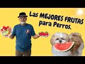 7 FRUTAS que DEBES DAR a tu Shih Tzu durante la TEMPORADA de CALOR