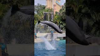 Marble side breaches and Clyde&#39;s backflip 🍌🐬 #dolphinadventures #seaworldorlando