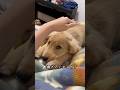 撫で待ち子犬【ゴールデンレトリバー】 #goldenretriever #dog