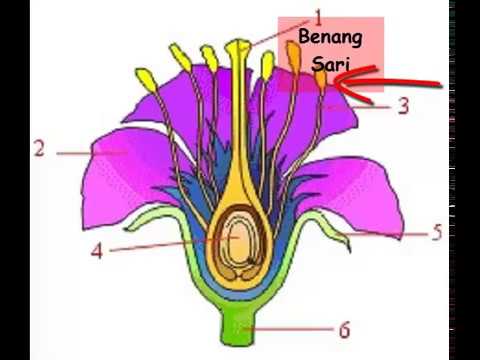 Gambar Bunga Lengkap