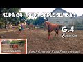 Kuda G4 × Kuda Sumba Sandelwood Asli Kuda Indonesia