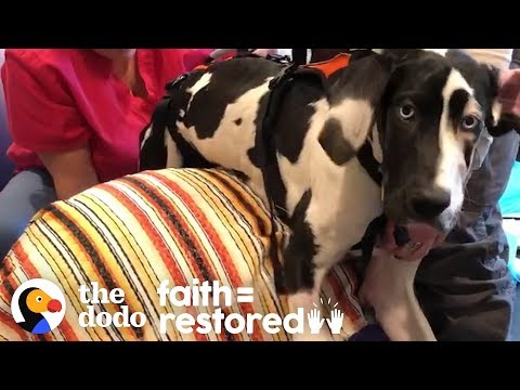 Video: „Pet Scoop“: „Great Dane“padeda vaikui vaikščioti dar kartą, šuo dingsta dvejus metus