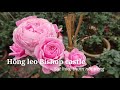 Hoa hồng leo ngoại sai hoa lại thơm nhất - Hồng leo Bishop castle rose