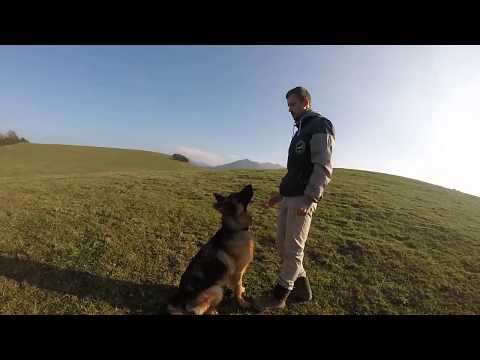 Video: Získajte si svojho nemeckého ovčiaka hrať s vami
