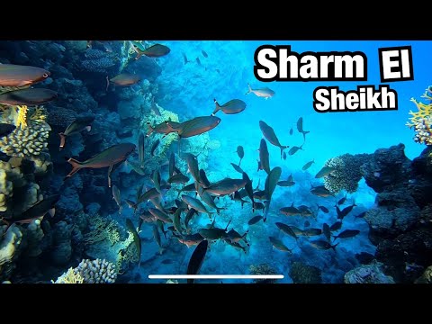 Vídeo: Com Volar A Sharm El Sheikh