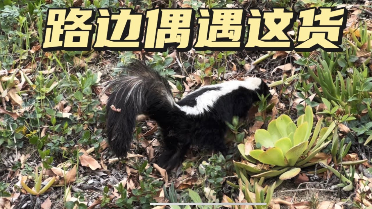 SKUNK🦨 - YouTube