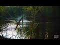 Wood ducks in the spread!