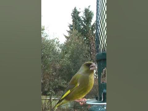Vögel im Garten Der Grünfink garten gartentipps gartenarbeit 