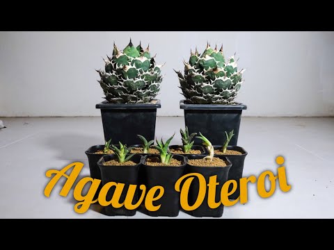 Agave power by yotchanman - YouTube