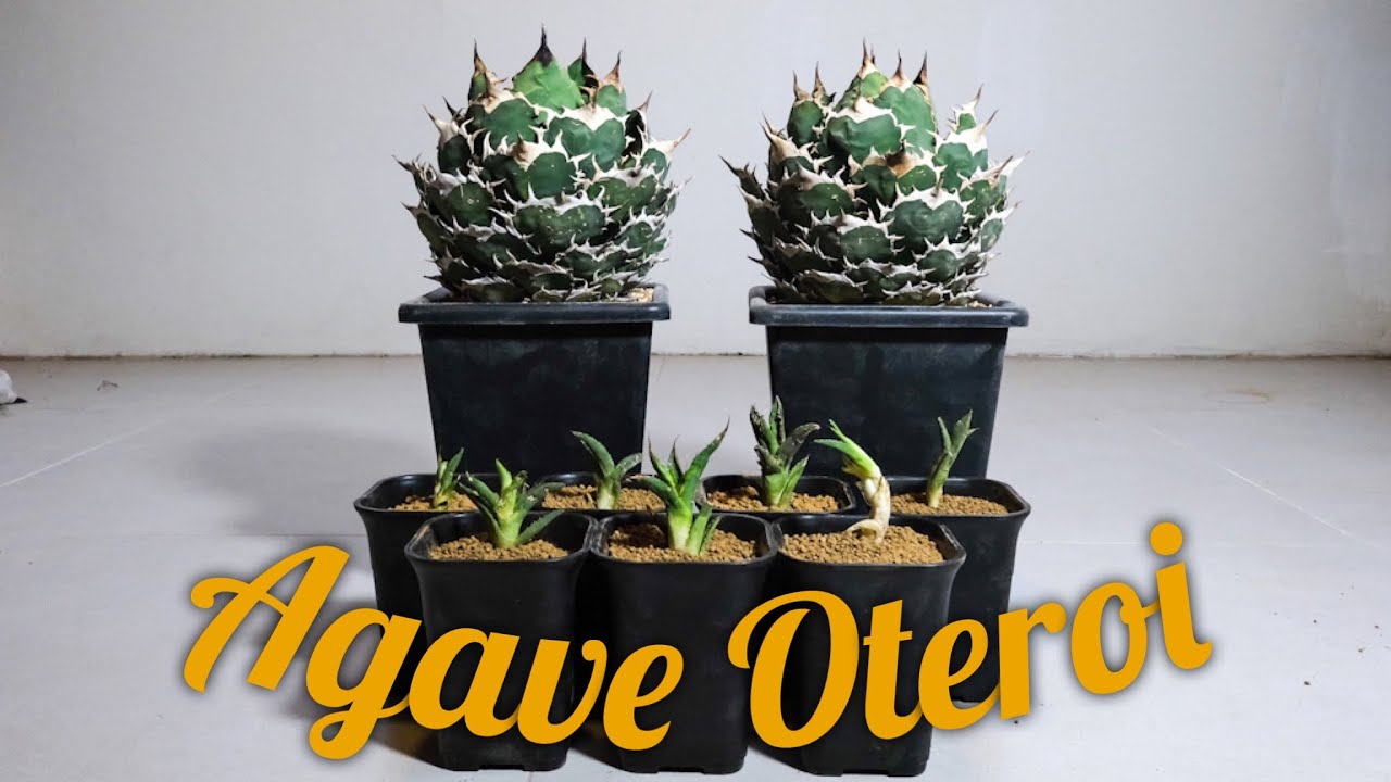 『Agave oteroi ball type』植え替えのタイミングで子株を収穫👨🏻‍🌾