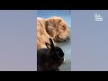 Golden Retrievers...? | 30 Minutes of Goofy Goldens And How They Make Us Laugh