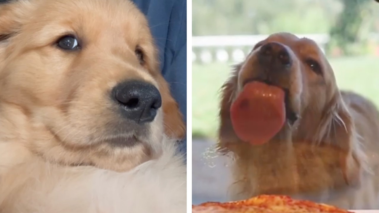 We Don't Deserve Golden Retrievers | FUNNIEST Dog Shorts