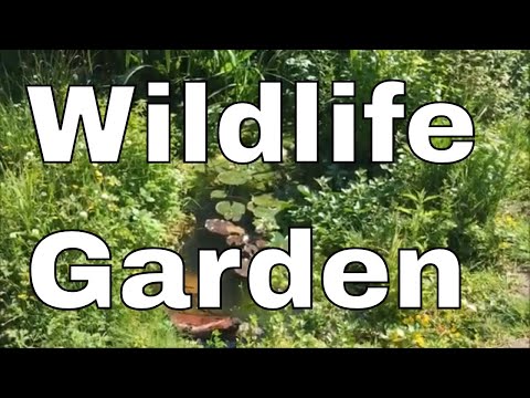 Video: Vytvořit zvíře-přátelský dvorek rybník