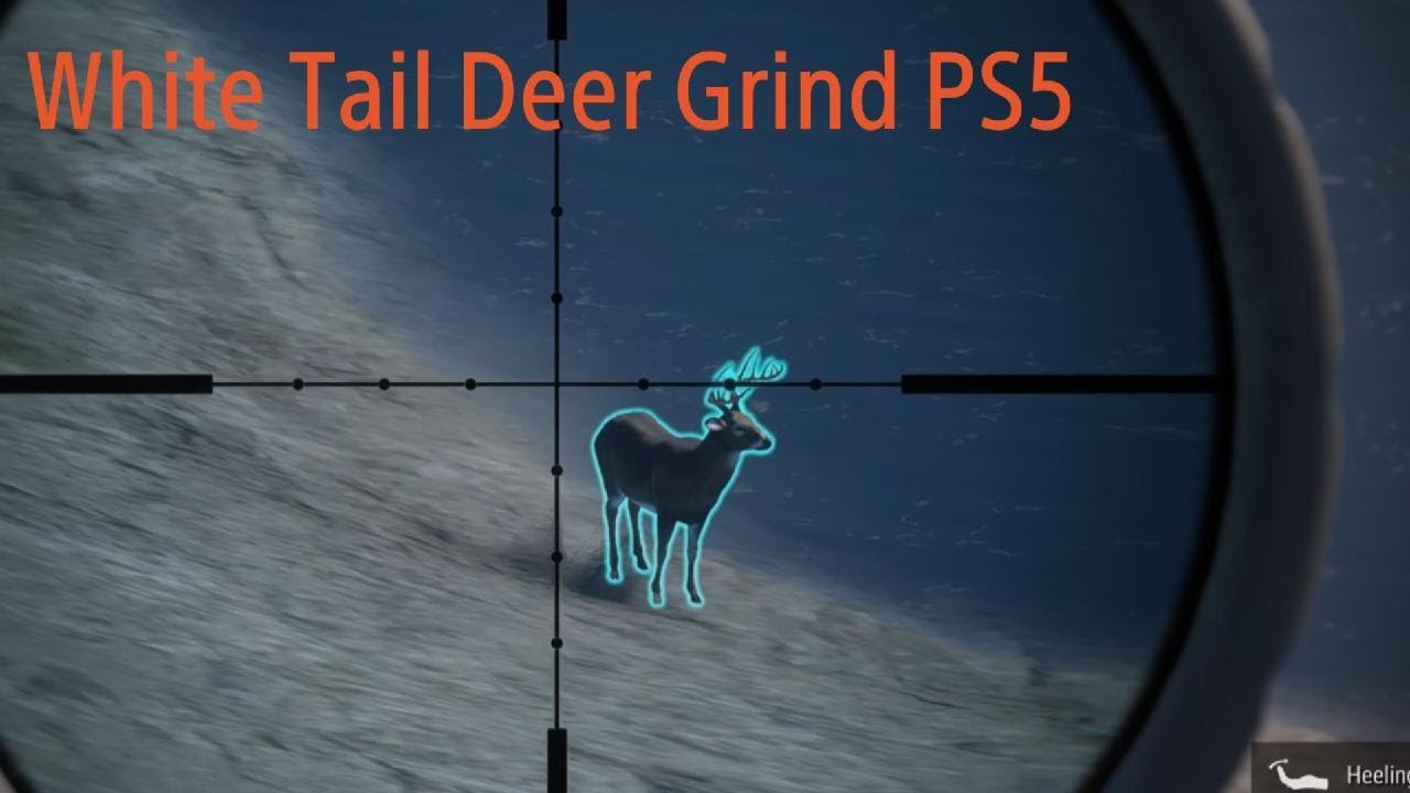 White Tail Deer Grind PS5 ||1|| theHunter: Call of the Wild