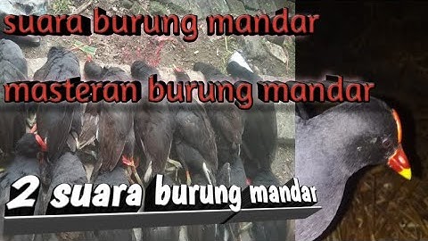 suara pikat burung mandar/bantiung