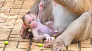 Baby monkey scare failed when mom not holding