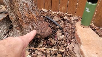 Girdled Roots. No Anchorage.  Whole Tree Failure.