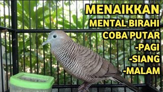 Perkutut Lokal Gacor Suara Super Kristal - Pancingan Malas Bunyi  (99%AMPUH BANGET)