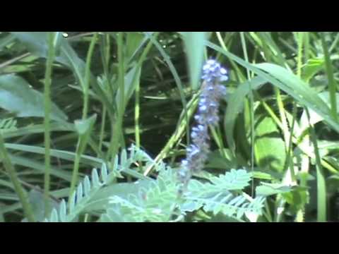 Urban Prairie